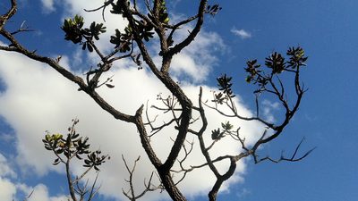 Vochysia thyrsoidea, photographed by Márcia Martins
