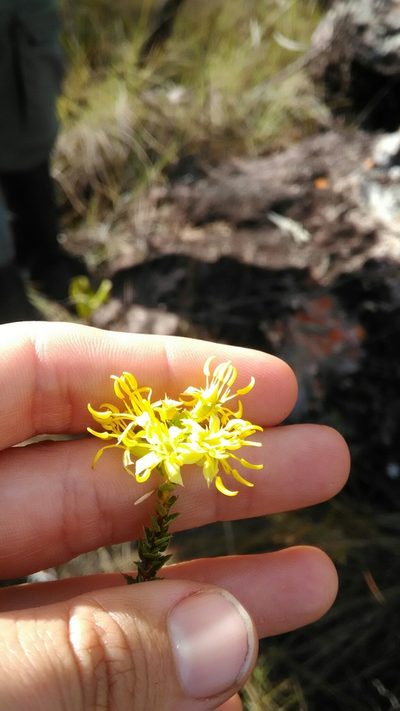 Cambessedesia espora, photographed by Márcia Martins