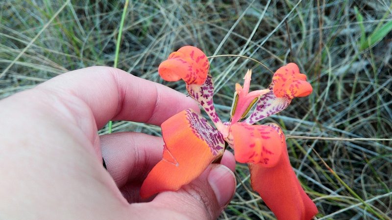 Trimezia juncifolia, photographed by Márcia Martins