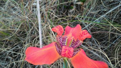Trimezia juncifolia, photographed by Márcia Martins