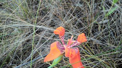 Trimezia juncifolia, photographed by Márcia Martins