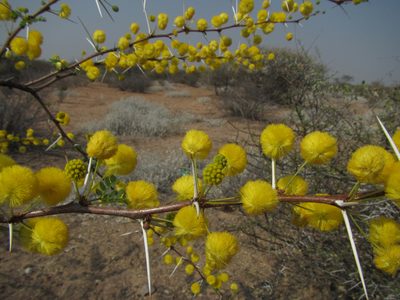 Vachellia nebrownii, photographed by Robert Taylor