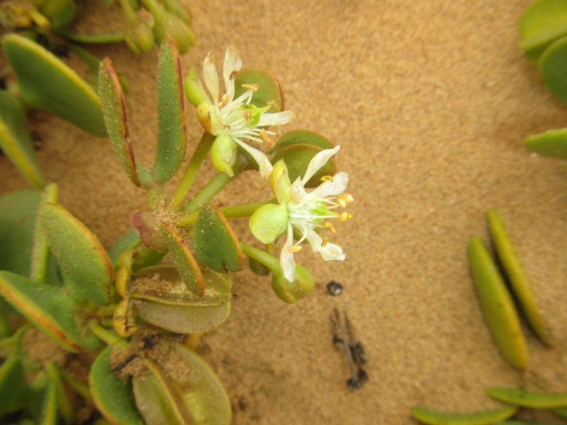 Zygophyllum stapffii, photographed by Robert Taylor