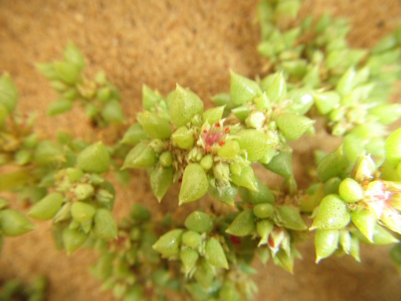 Trianthema hereroense, photographed by Robert Taylor
