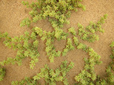 Trianthema hereroense, photographed by Robert Taylor