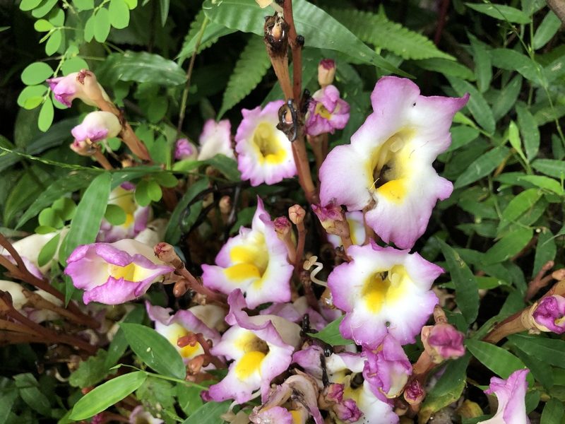 Christisonia tubulosa, photographed by Divya Mudappa