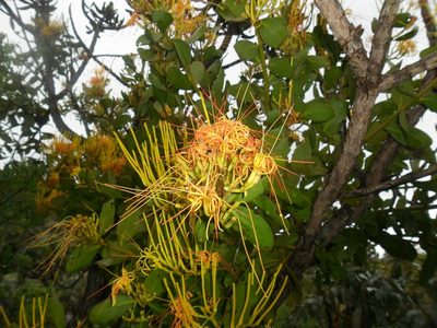 Psittacanthus robustus, photographed by Márcia Martins