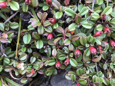 Cotoneaster morrisonensis, photographed by Cheng-Tao Lin