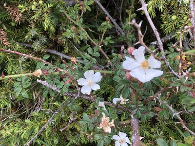 Rosa transmorrisonensis, photographed by Cheng-Tao Lin