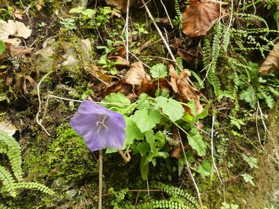Campanula carpatica, photographed by kalopsia