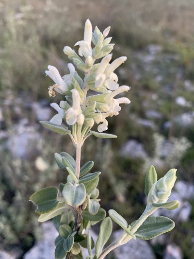 Salvia candicans, photographed by Carlos Martorell