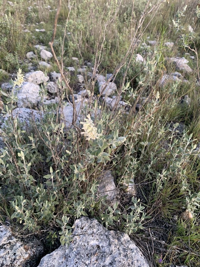 Salvia candicans, photographed by Carlos Martorell