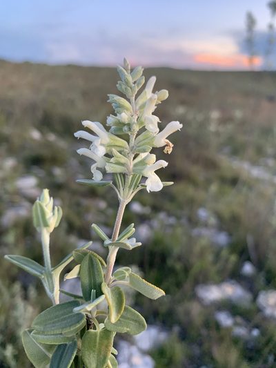 Salvia candicans, photographed by Carlos Martorell