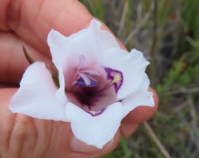 Gladiolus rudis, photographed by linkie