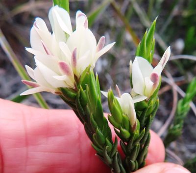 Amphithalea ciliaris, photographed by linkie