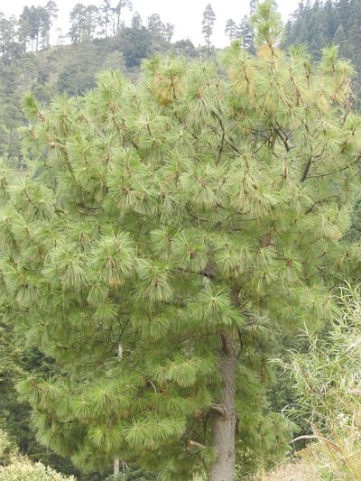 Pinus montezumae, photographed by Bernabe Colohua