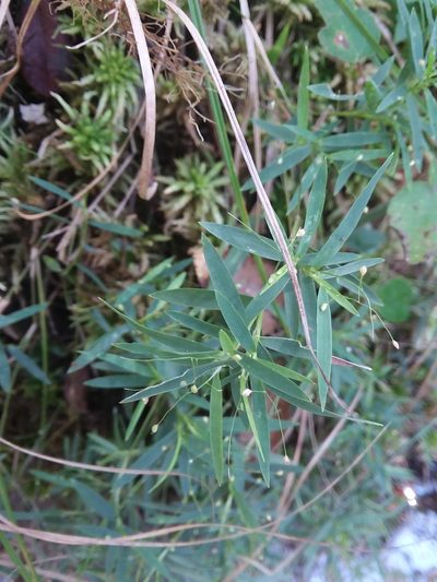 Dichanthelium longiligulatum, photographed by Will McFarland
