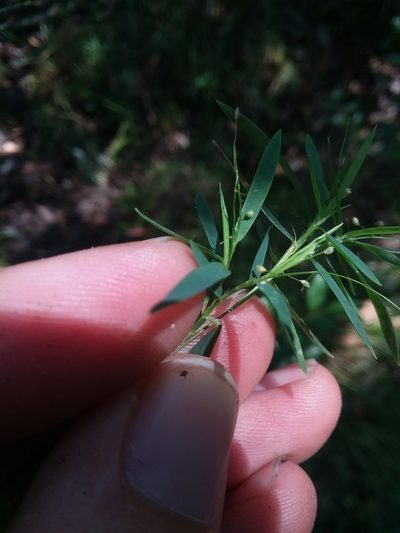 Dichanthelium longiligulatum, photographed by Will McFarland