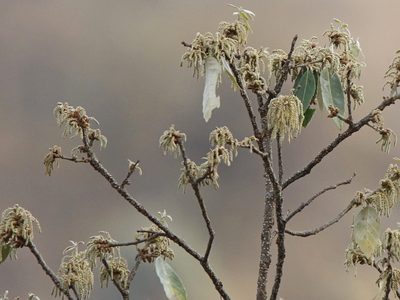 Quercus leucotrichophora, photographed by Subhadra Devi