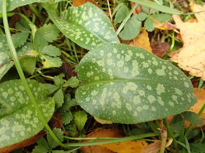 Pulmonaria saccharata, photographed by Alexis Tinker-Tsavalas