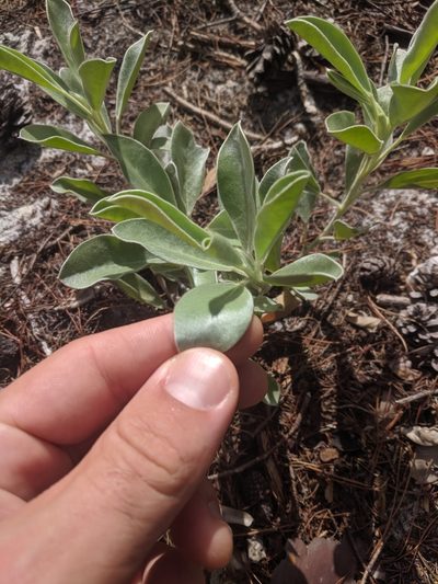 Lupinus aridorum, photographed by Ben Mowbray