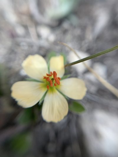 Kallstroemia rosei, photographed by Carlos Martorell