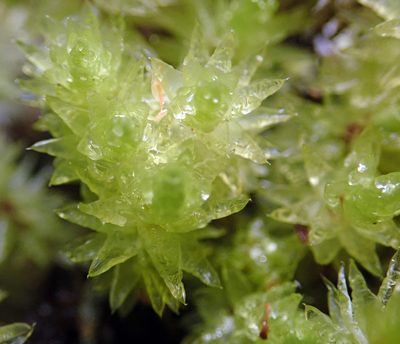 Pulchrinodus inflatus, photographed by Peter de Lange