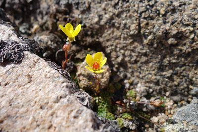 Saxifraga chrysantha, photographed by Matt Berger