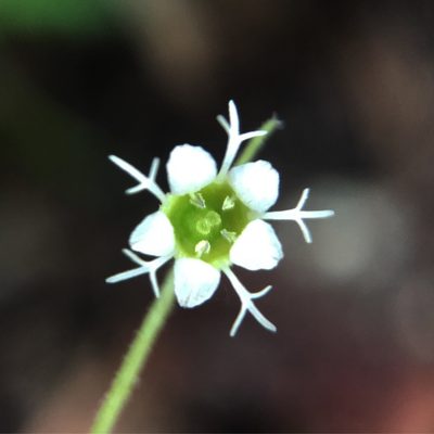 Ozomelis stauropetala, photographed by Matt Berger