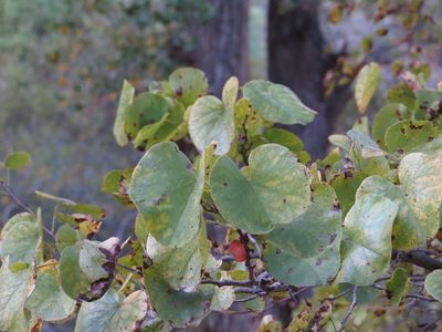 Cercis orbiculata, photographed by Evan M. Raskin