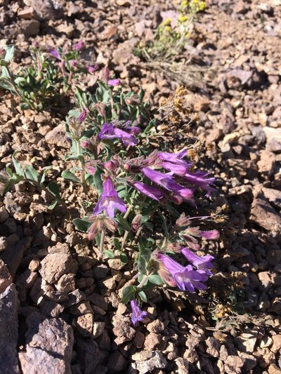 Penstemon caespitosus, photographed by Matt Berger