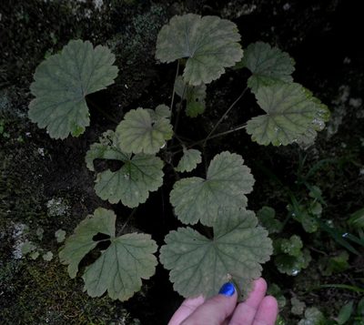 Heuchera missouriensis, photographed by Evan Barker