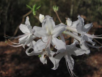 Rhododendron alabamense, photographed by Curtis Hansen