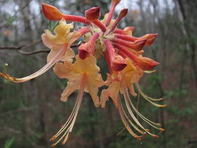 Rhododendron austrinum, photographed by Curtis Hansen