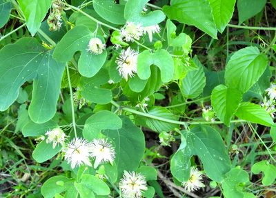 Passiflora mexicana, photographed by Francisco Farriols Sarabia