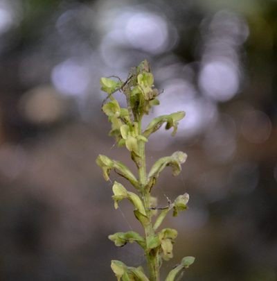 Platanthera flava, photographed by Evan Barker
