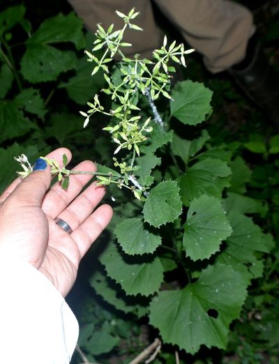 Arnoglossum reniforme, photographed by Evan Barker