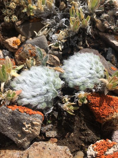Townsendia condensata, photographed by Matt Berger