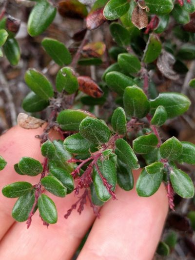 Arctostaphylos nummularia, photographed by Ken-ichi Ueda