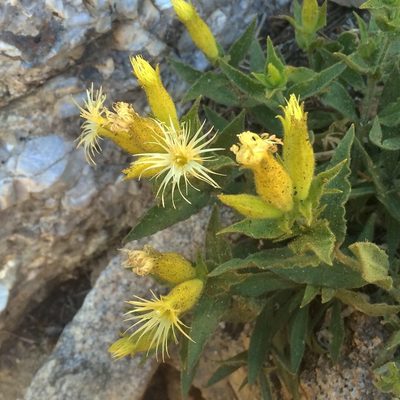 Silene parishii, photographed by Matt Berger