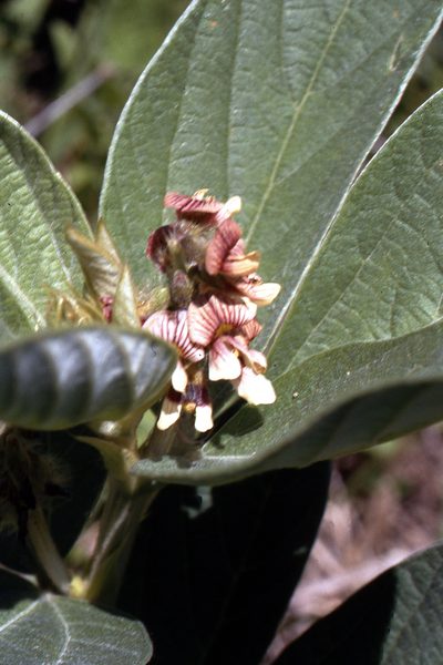 Eriosema preptum, photographed by Charles Stirton