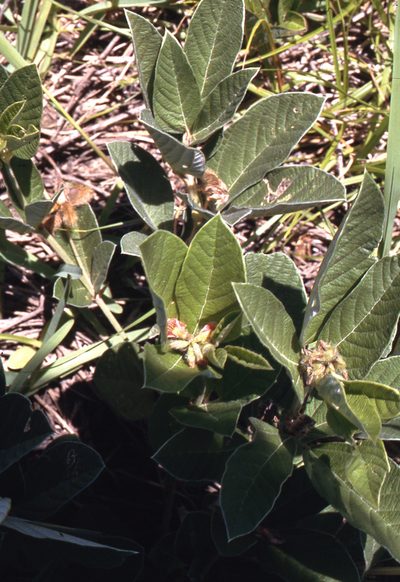 Eriosema preptum, photographed by Charles Stirton