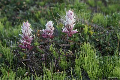 Castilleja pallida, photographed by Dmitry Kulakov