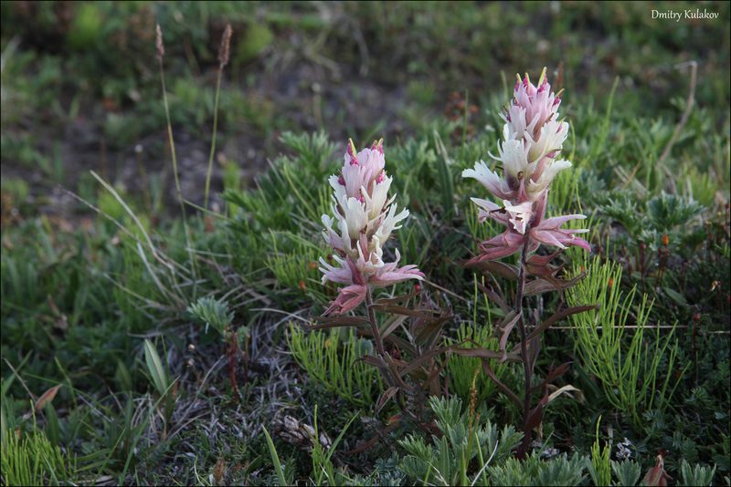Castilleja pallida, photographed by Dmitry Kulakov