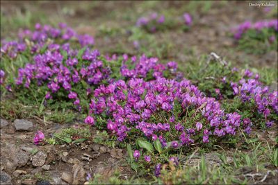 Oxytropis revoluta, photographed by Dmitry Kulakov