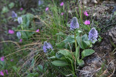 Lagotis glauca, photographed by Dmitry Kulakov