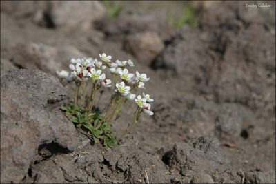 Micranthes merkii, photographed by Dmitry Kulakov