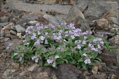 Pennellianthus frutescens, photographed by Dmitry Kulakov