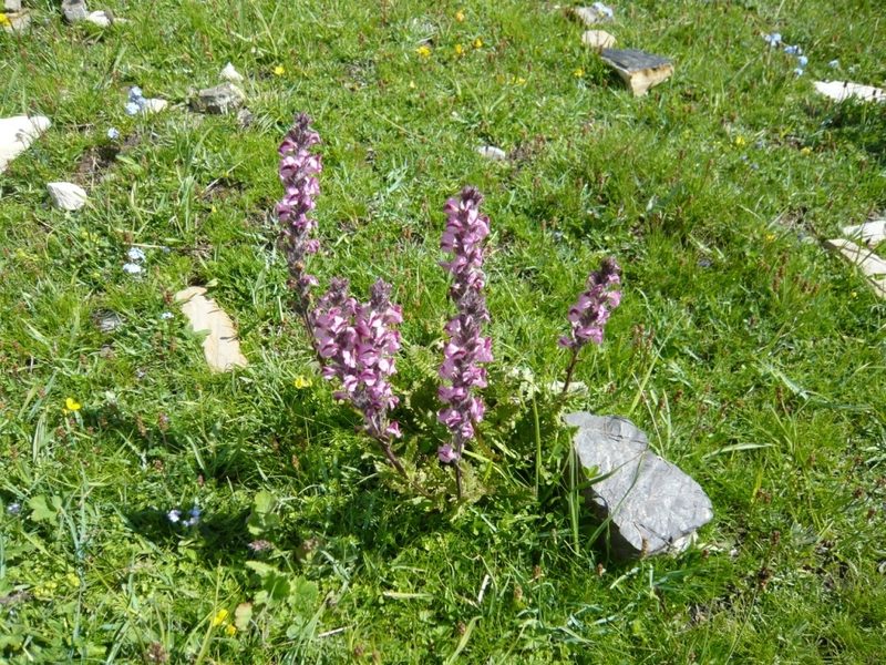 Pedicularis rostratospicata, photographed by Fabien Piednoir