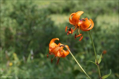 Lilium debile, photographed by Dmitry Kulakov